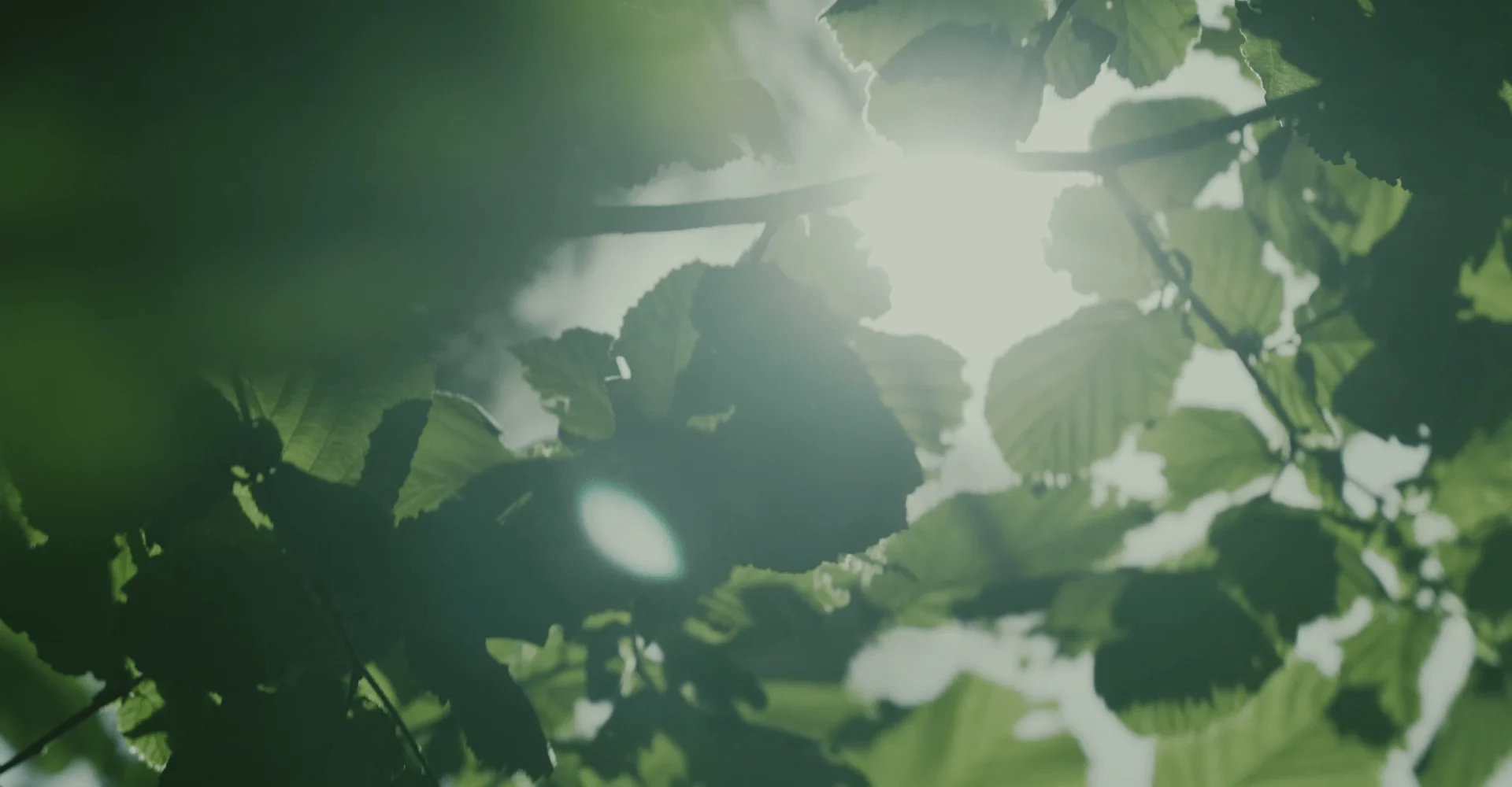 Sonnenlicht durch grünes Blätterdach